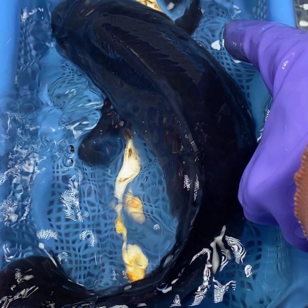 锦鲤冷水锦鲤包邮