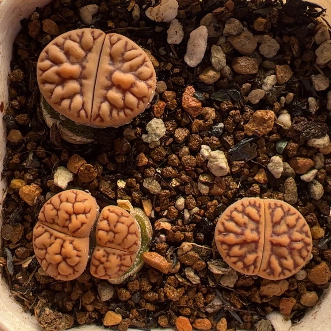 黑纹线雀卵多肉植物