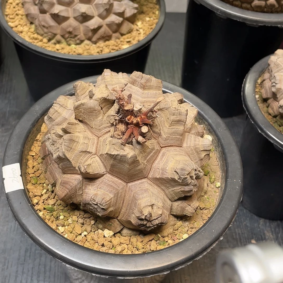 大剑甲龟甲龙12.9公分