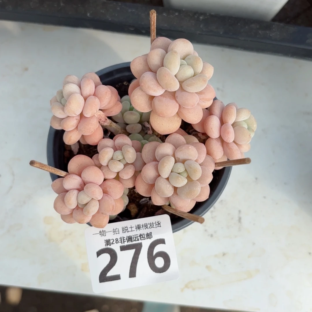 韩系洛可可无盆土发货