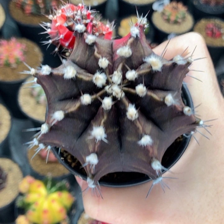 霸气 金属黑 米哈仙人球