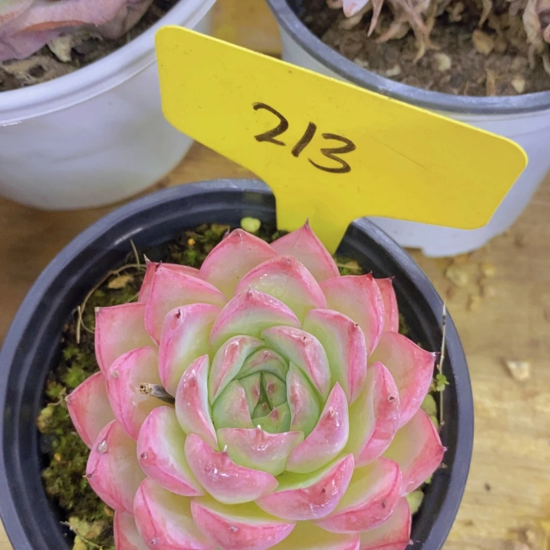 开心多肉，一物一拍，专场