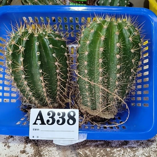 当前无花栽培后可以开花338