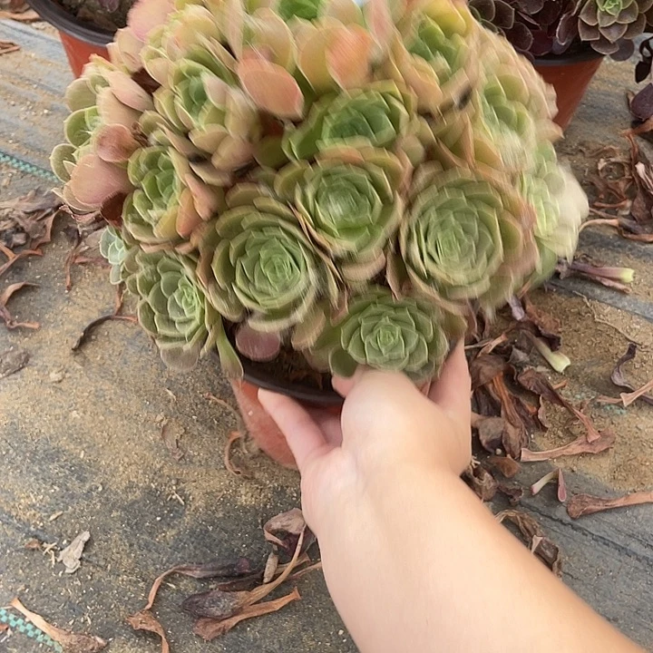 2098荷兰法师多肉断枝不包