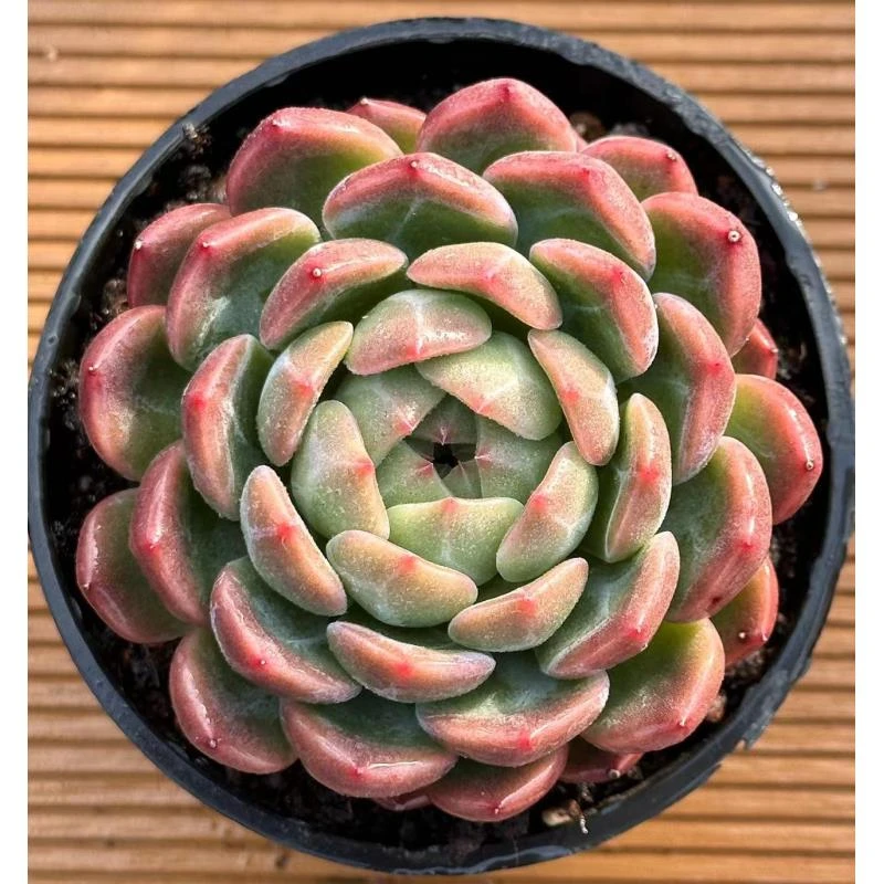 10杯克拉恋人单头   前男友精品多肉