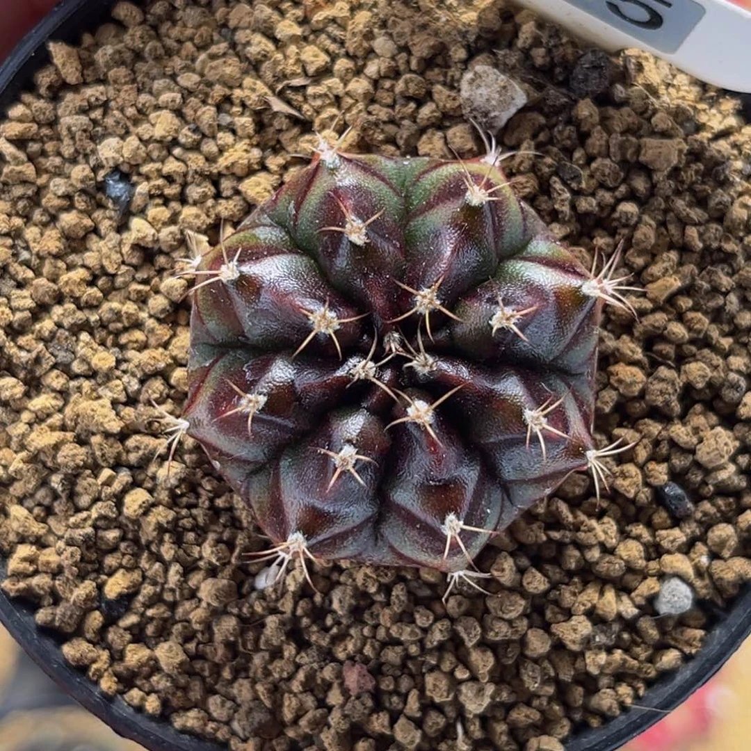 波斯公主 米哈仙人球