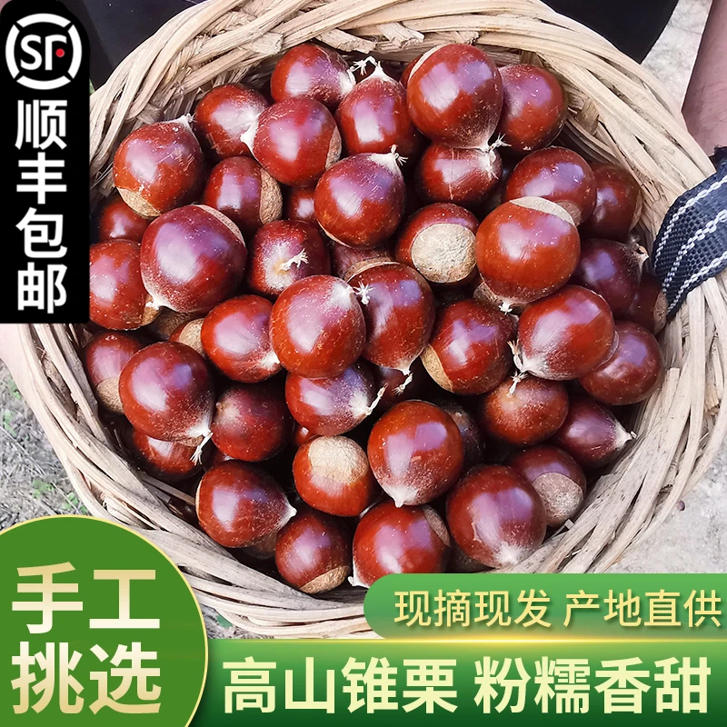 2025年建瓯锥栗高山板栗新鲜生油栗尖栗毛栗子福建农家1/2/3/5斤