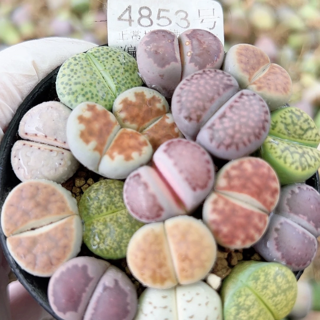 4853 好养易活生石花大母本