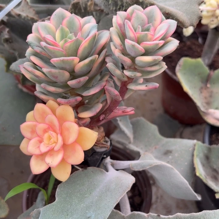 花旦锦一物一拍好看