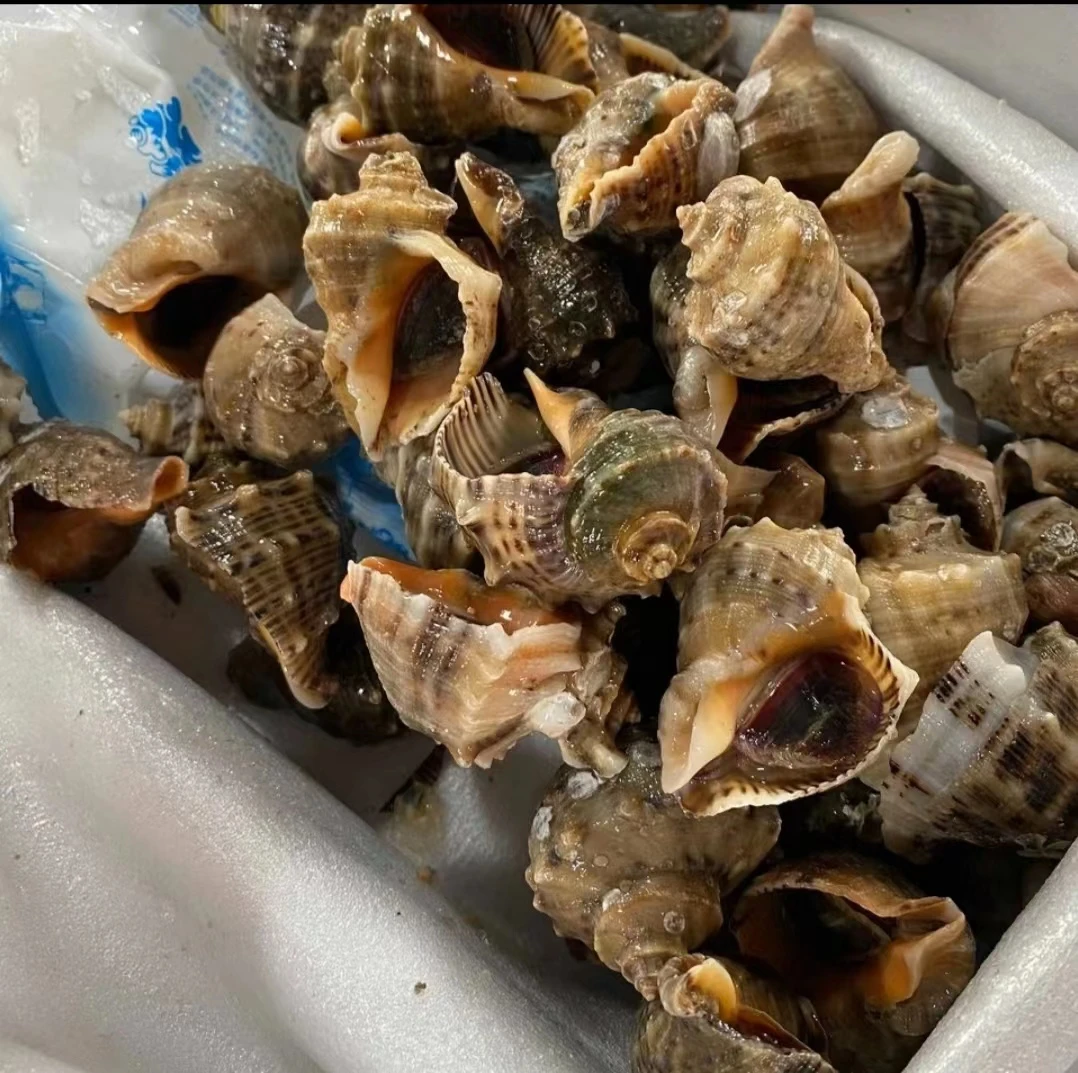 连云港发货 鲜活包活小牙海螺（一斤12-15只左右） 到手4斤