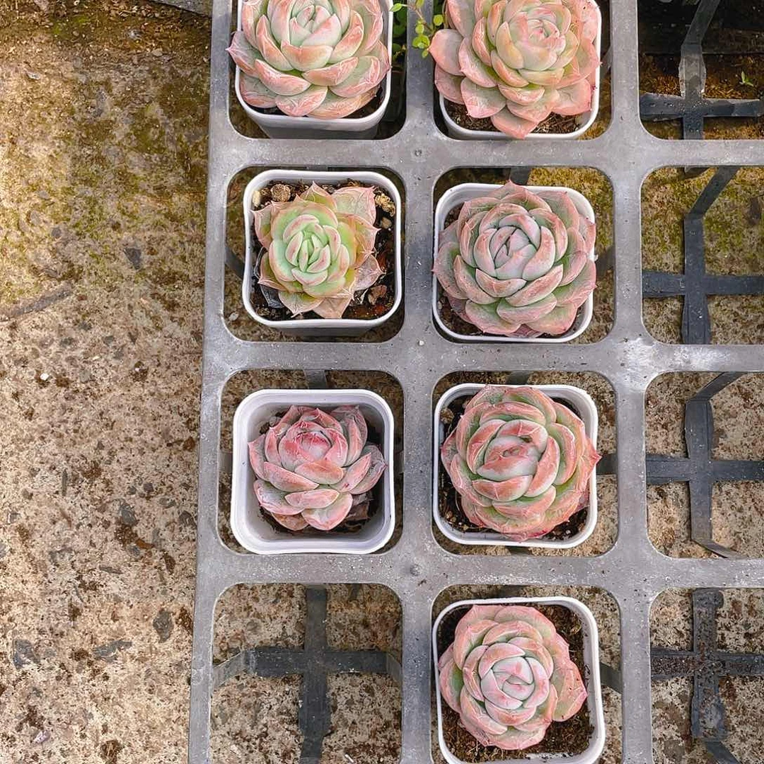 粉恋普盆盆一个满25包邮