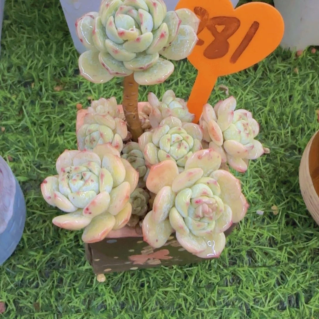 闻*281多肉植物一物一拍