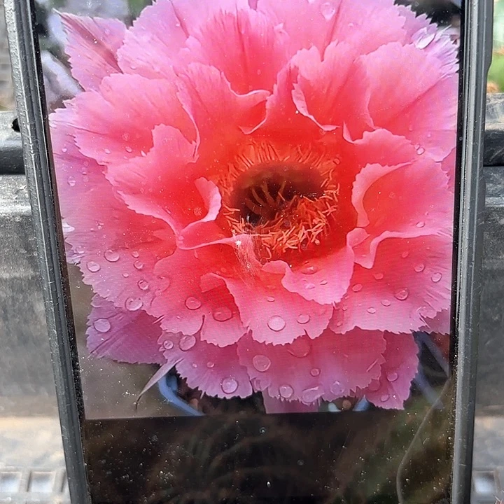 山脉天际20包邮仙人球瑕10