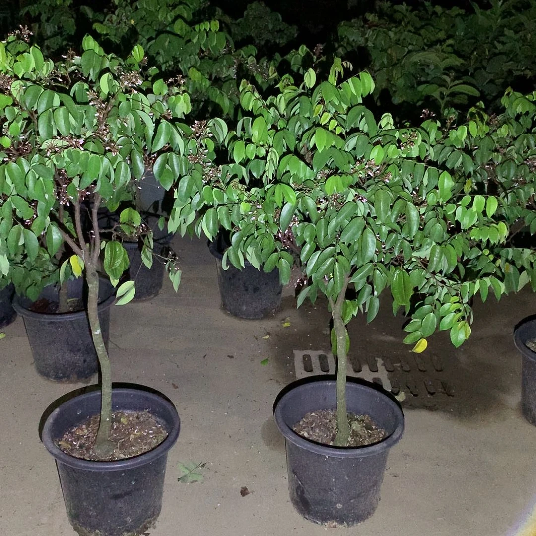 森***业无花朵345774685585476477475565