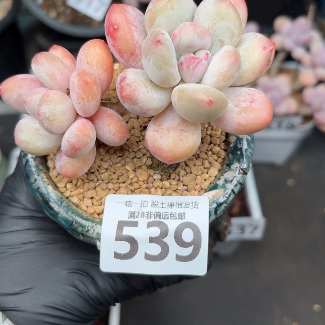 香水双头无盆土发货
