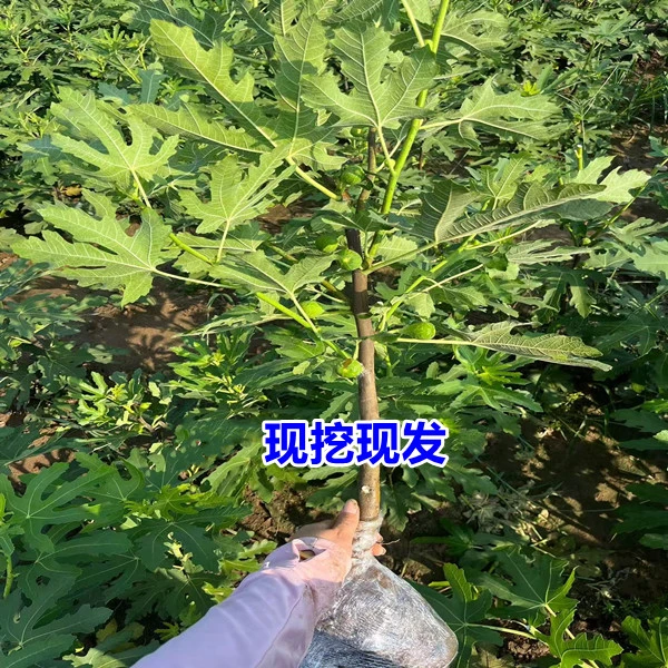 【现挖现发 】无花果树苗南北方种植苗庭院阳台种植盆栽地栽