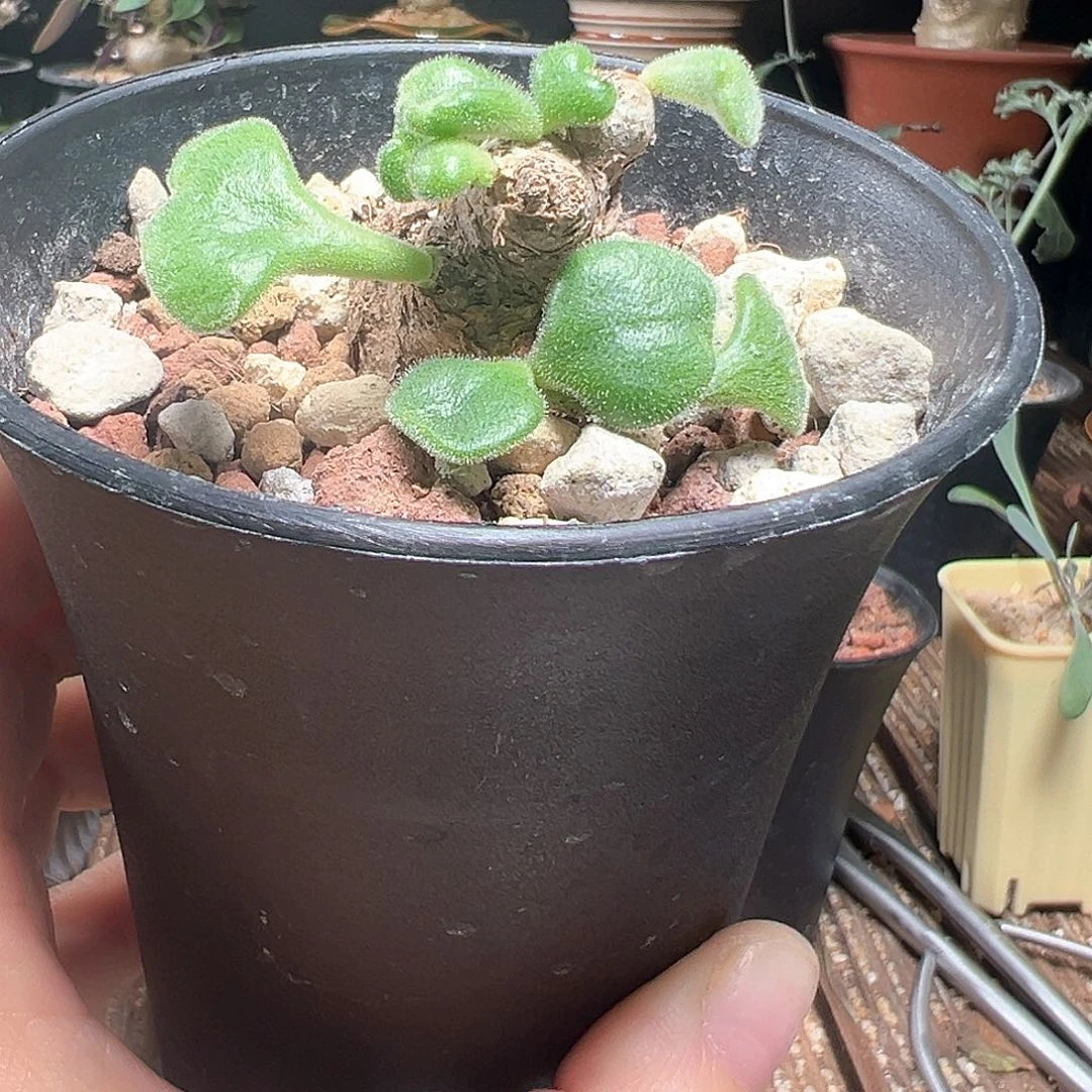 薛辉圣塔奇峰景带盆