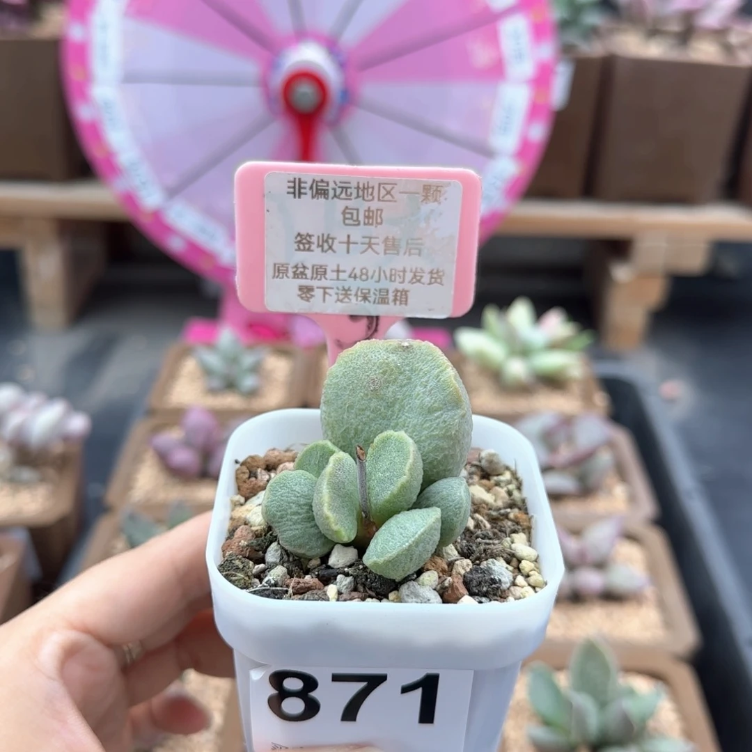 871凤羽微瑕多肉植物