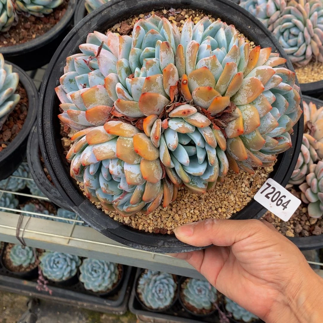 72064多头一个嗯嗯嗯嗯嗯好喜欢