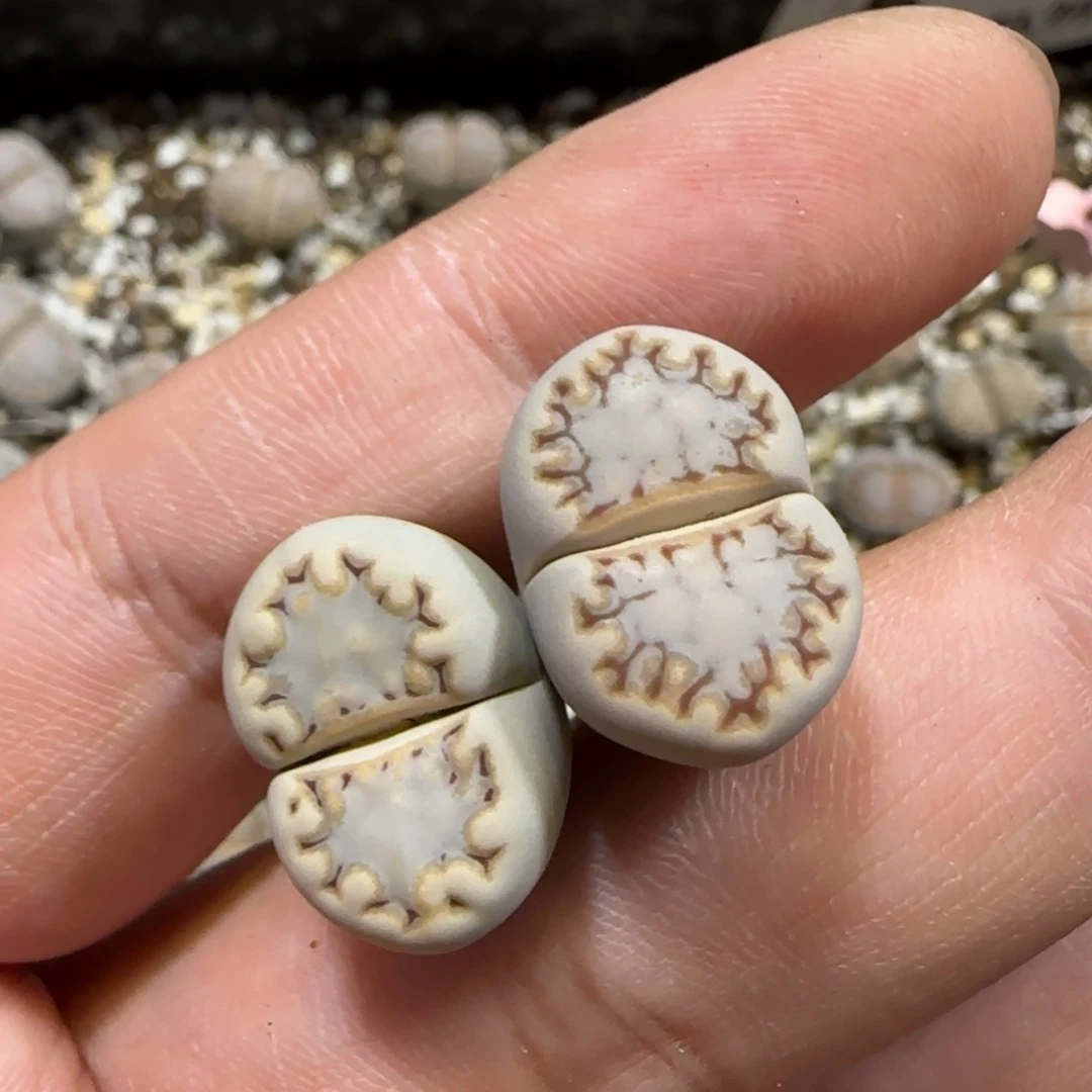 小***。12.5。爱萌多肉清货。 217饼干x2。 2058