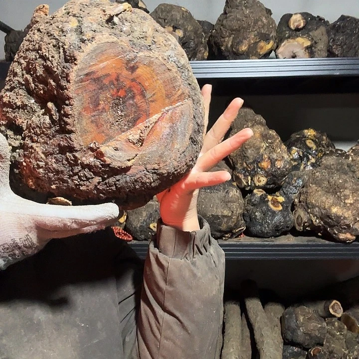 布***桑香榧木火琉璃的故事是一个人