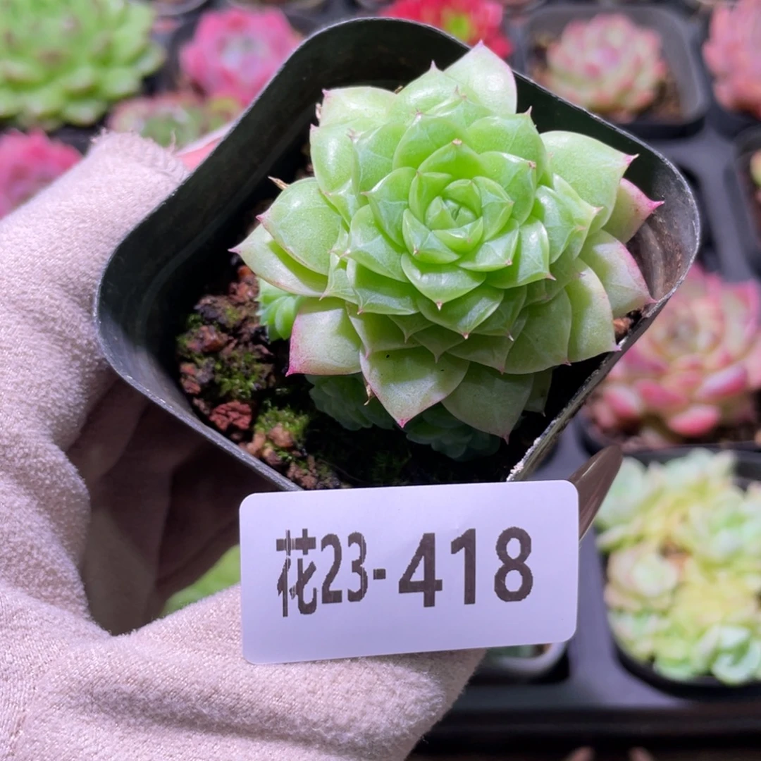花利美23-418麦秆