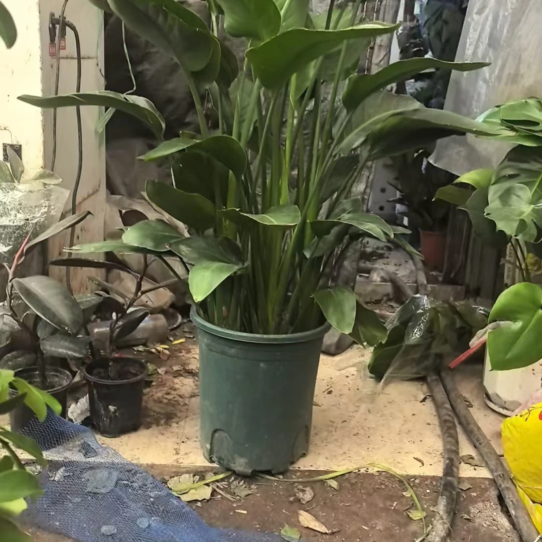 大天堂鸟（门店自取）