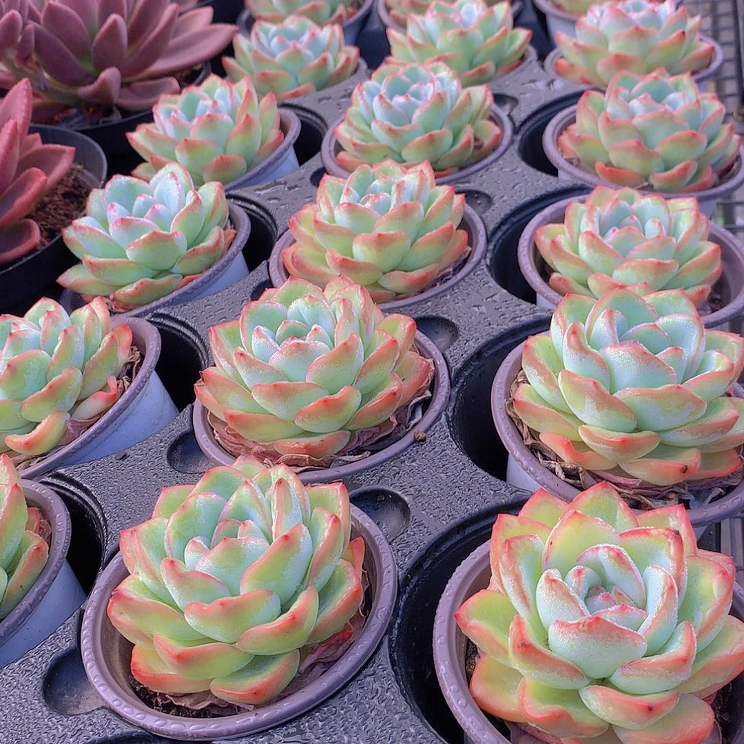泡芙3567899000045