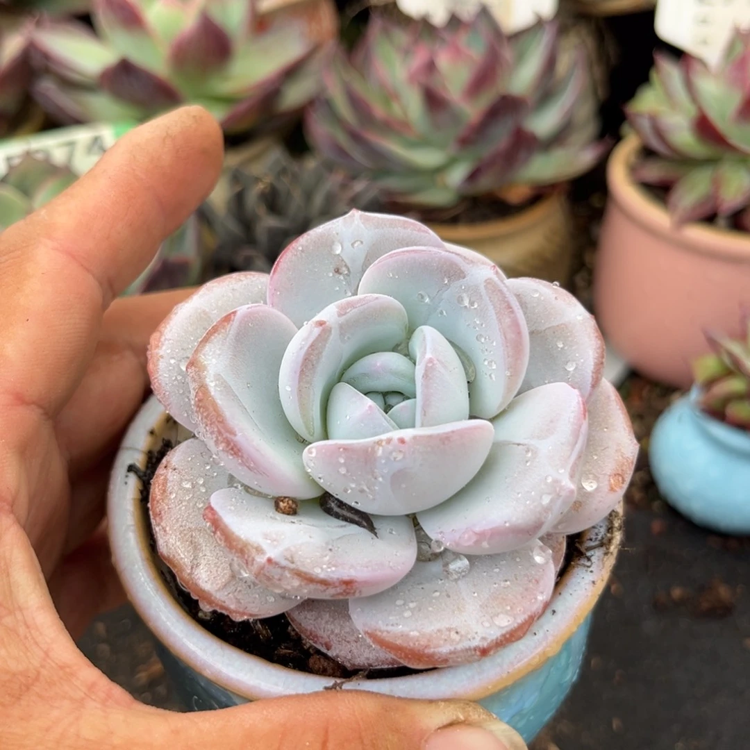 韩版奶茶惊鸿一瞥多肉植物