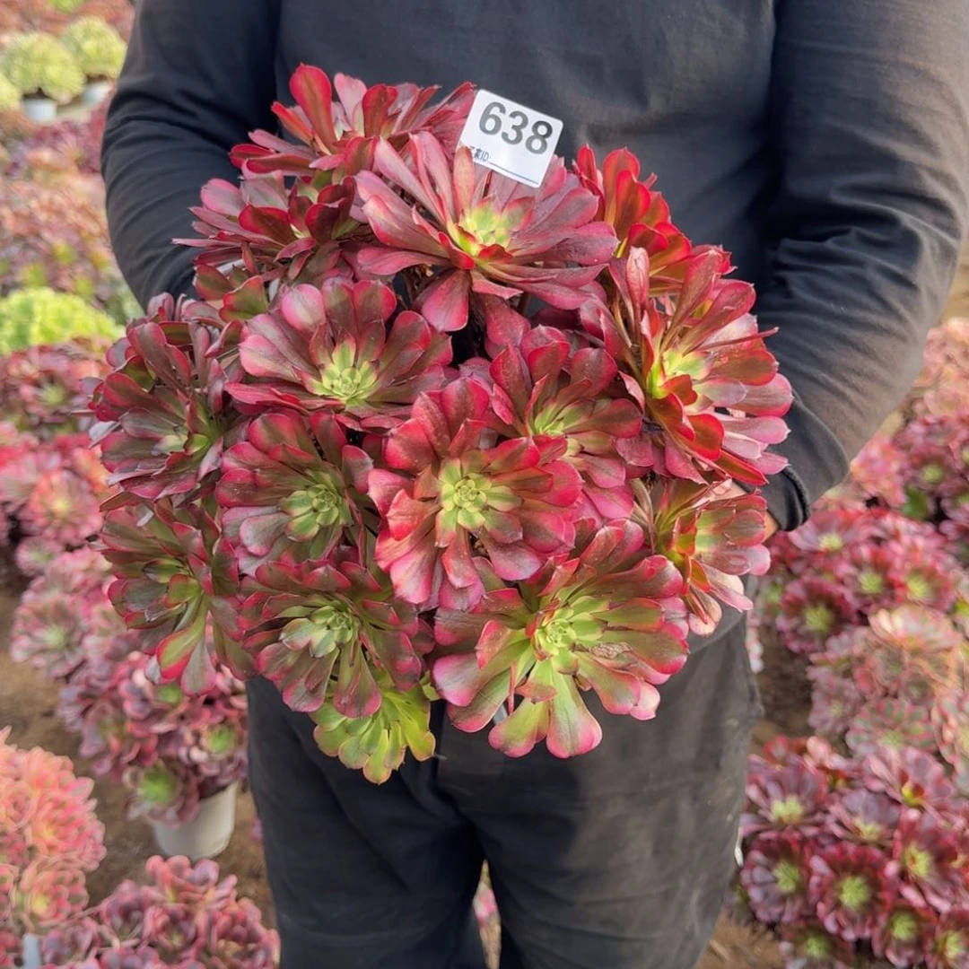 638美姬多肉植物