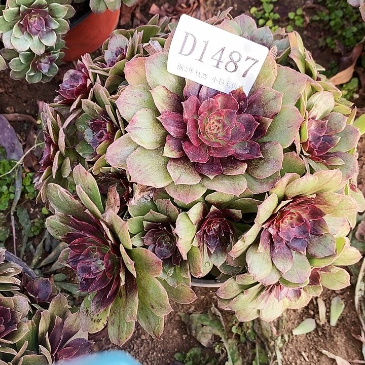 1487红丝绒多肉植物