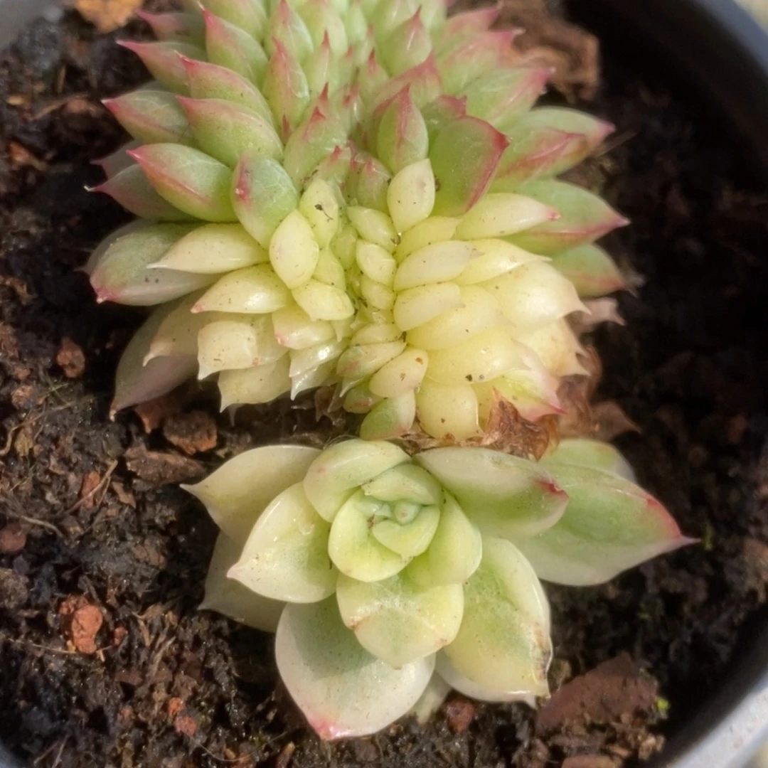 333东云杂锦锦锦锦锦锦