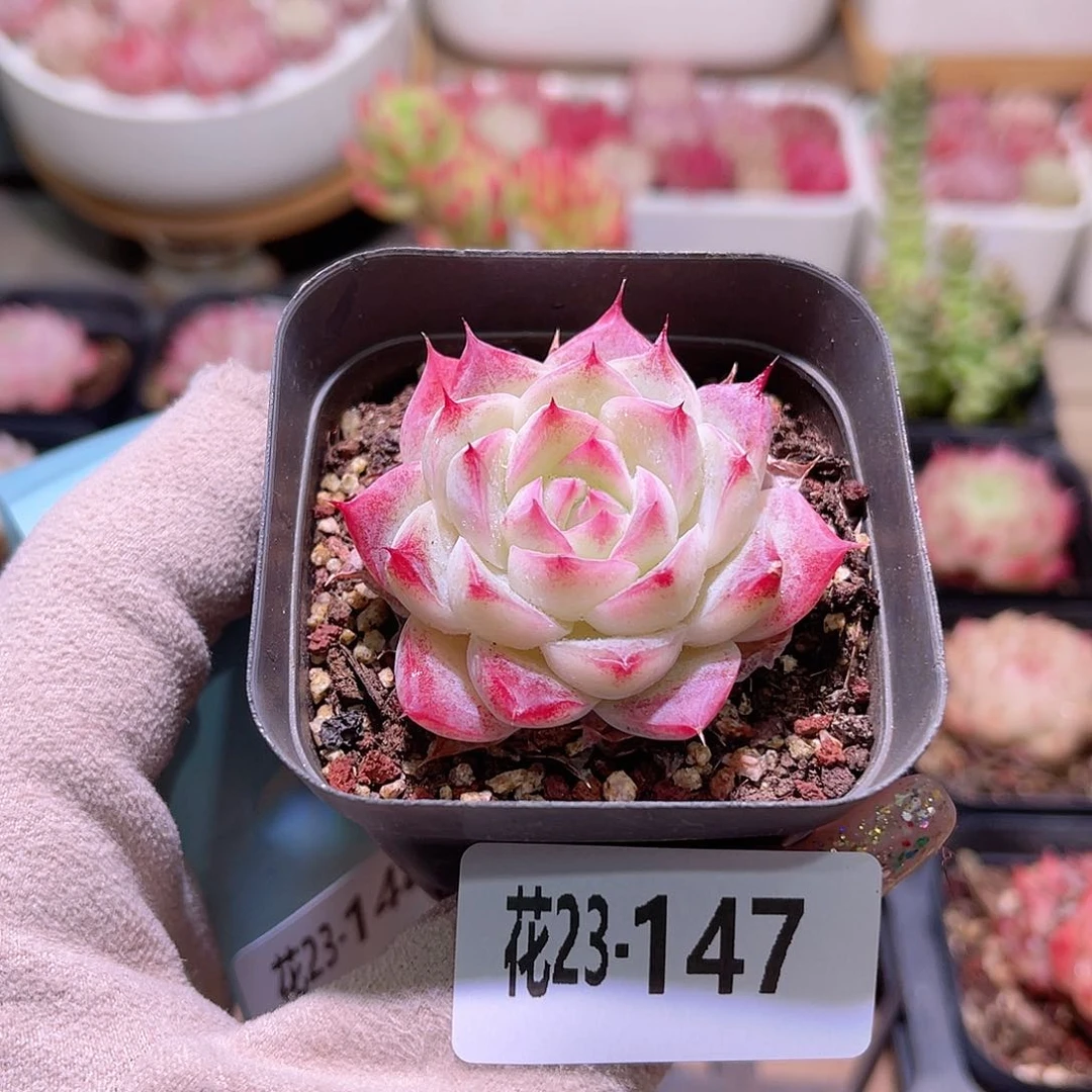花利美23-147美瞳