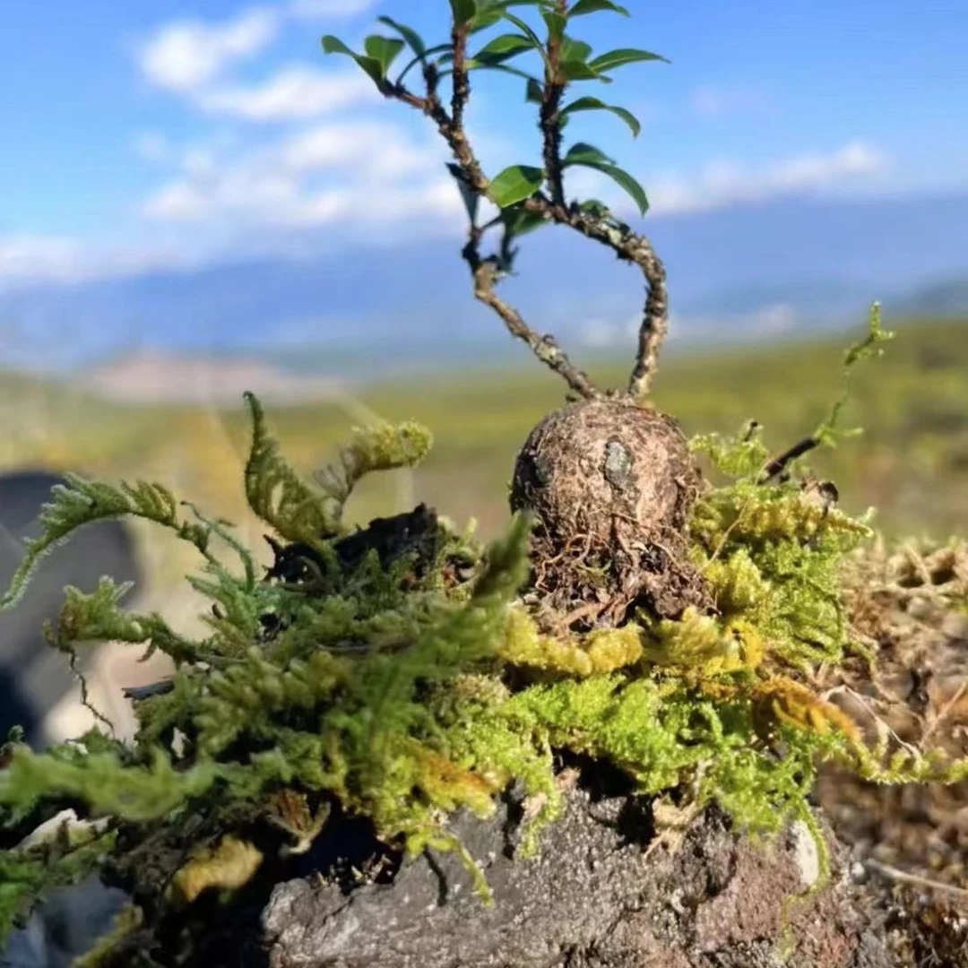 云南树萝卜吊金钟五翅梅室内熟桩老桩盆景适合客厅摆放