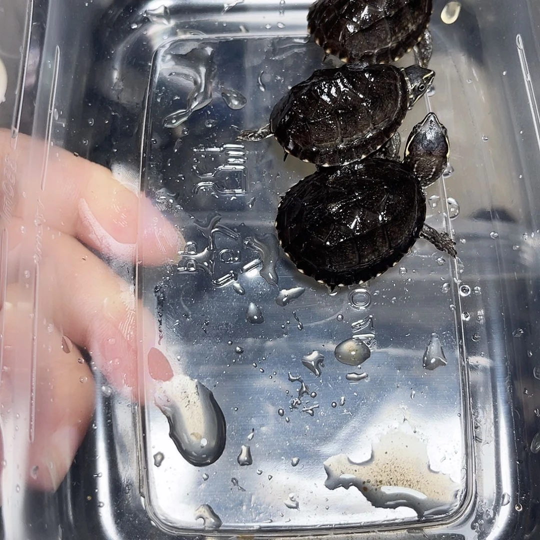 莫***问绿毛龟不分公母麝香苗三个
