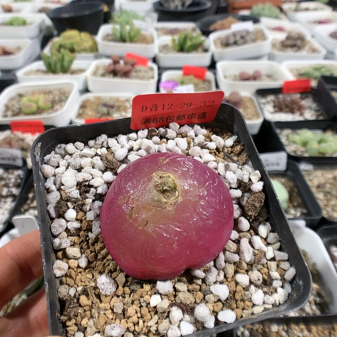 12-29-32     母本大灯泡