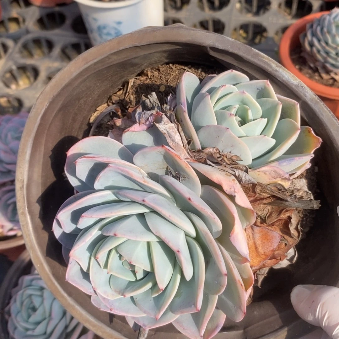 5401布鲁蓝一物一拍