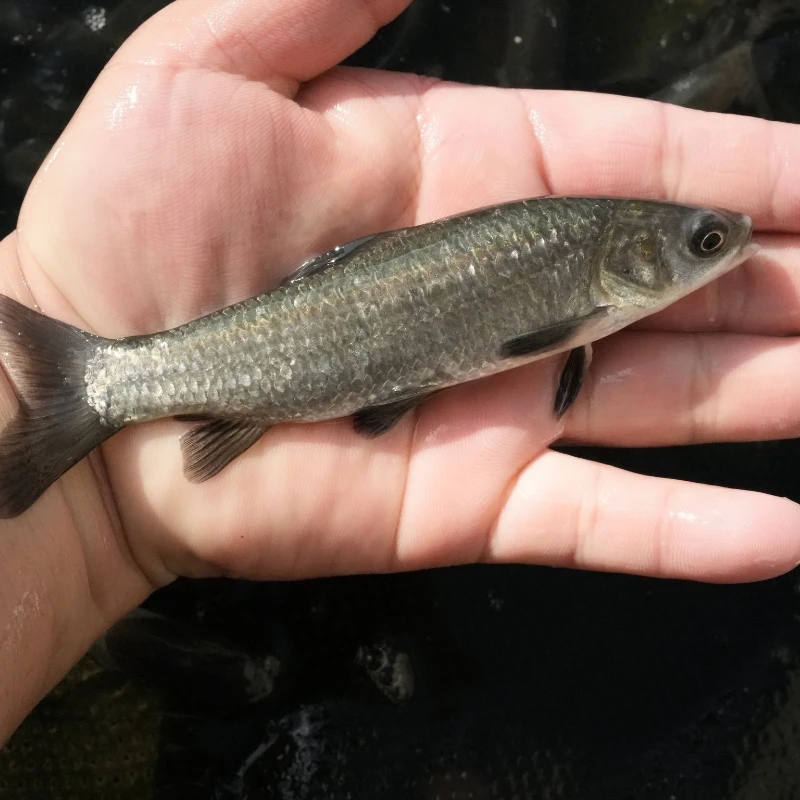 【活体】优质青鱼螺丝青巨青（4-25厘米）观赏鱼淡水鱼冷水鱼超萌宠物