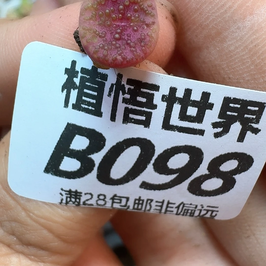 多肉植物的润泽额g g