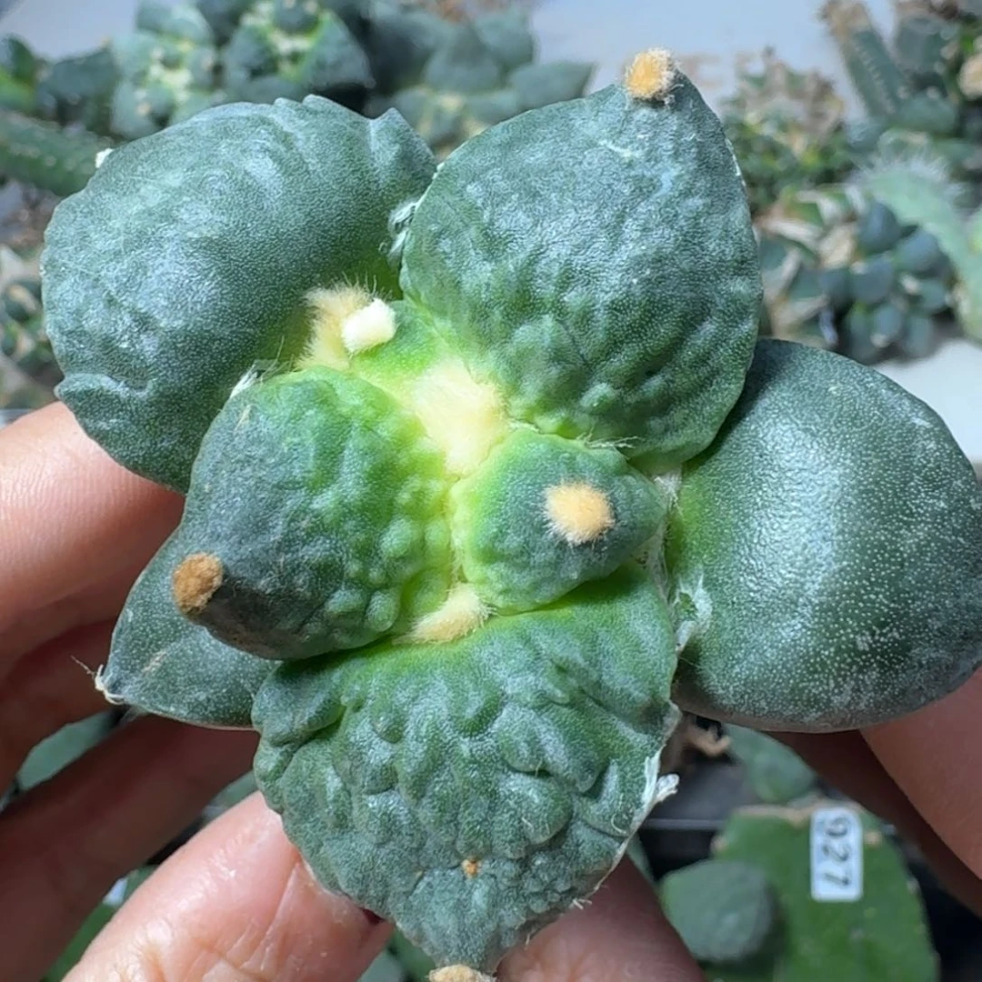 【闪购商品】无花朵大尤怒涛483