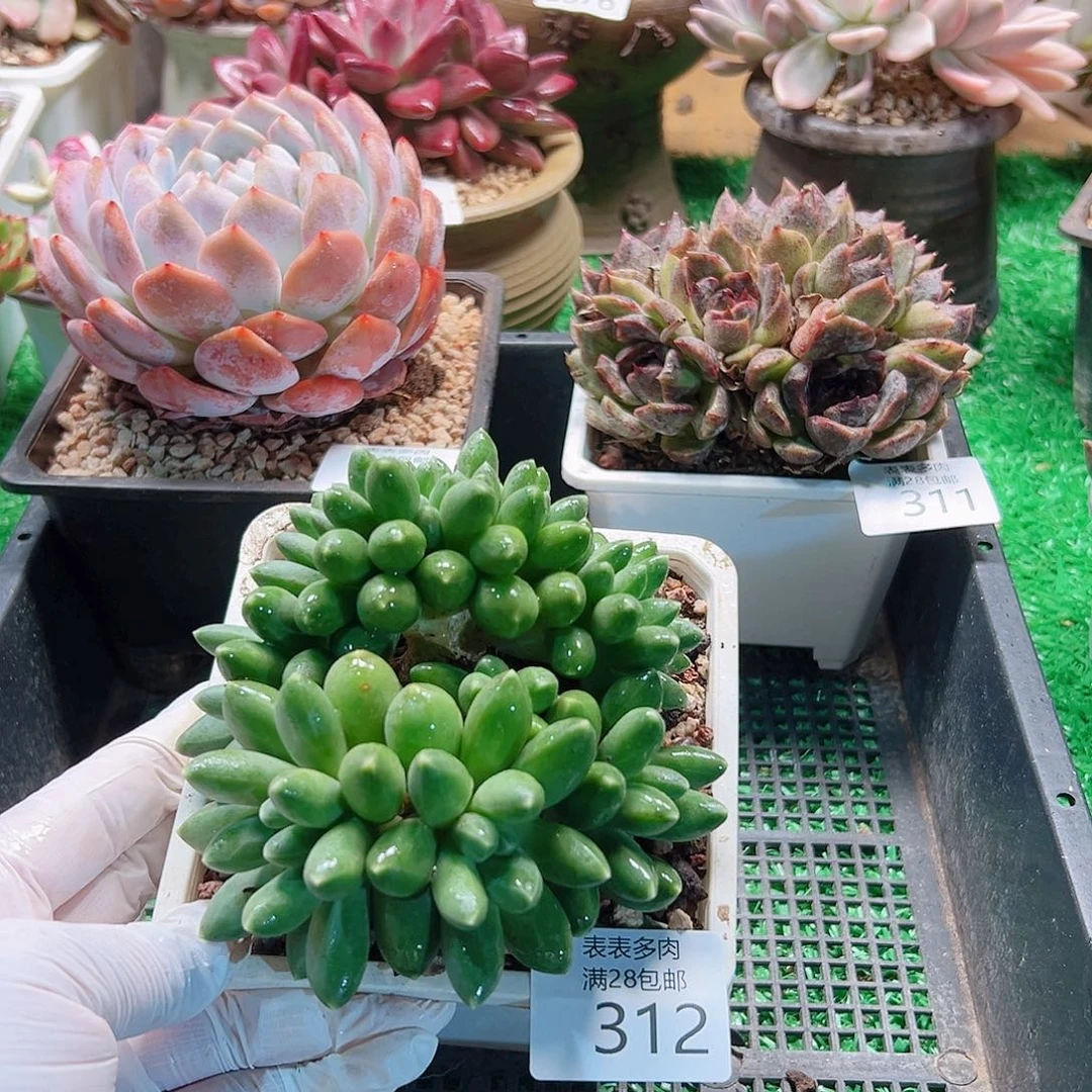 无花朵多肉一物一拍312