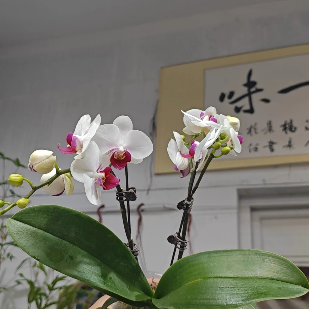 家中必备～蝴蝶兰（雪域）