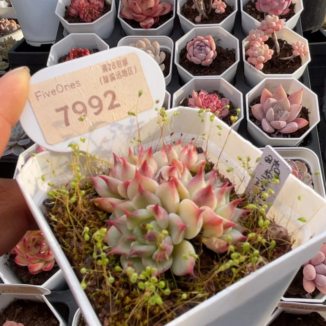 蓝眼睛7992-5.0厘米