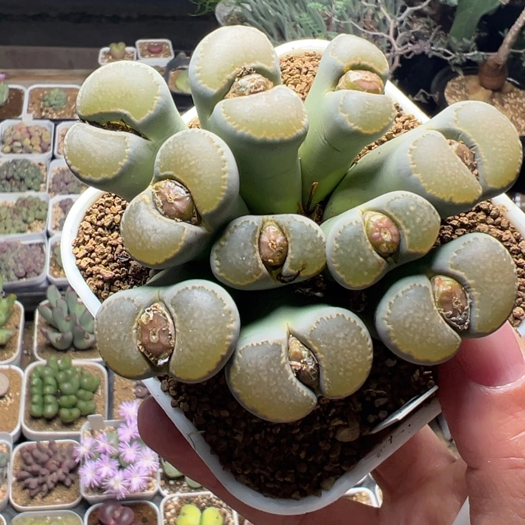 饼干群多肉植物百科