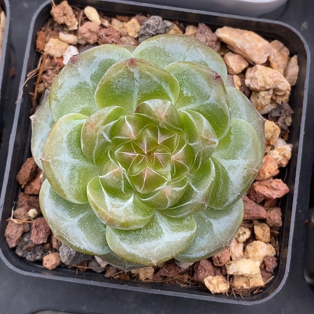 糖心30包邮非偏远