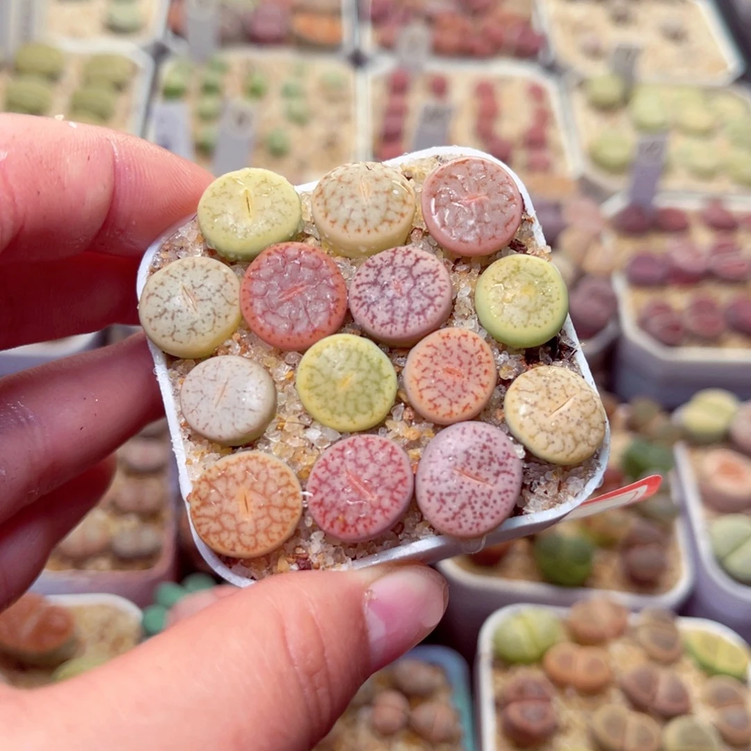 299号带盆包邮发货