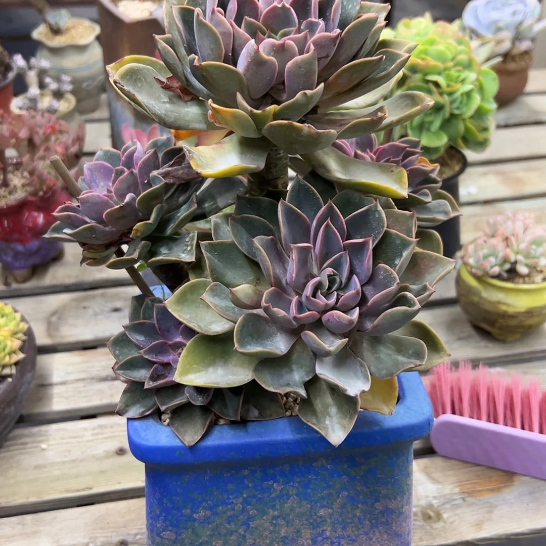 紫气东来48 零零多肉植物