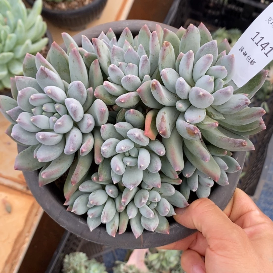 星空美人群生多肉多肉1141