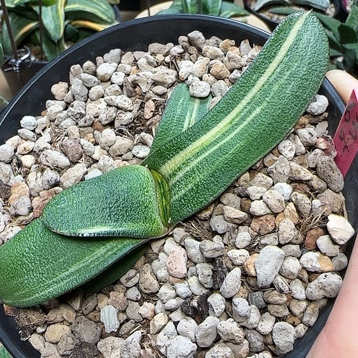 63号达摩雅乐殿锦叶插亚成