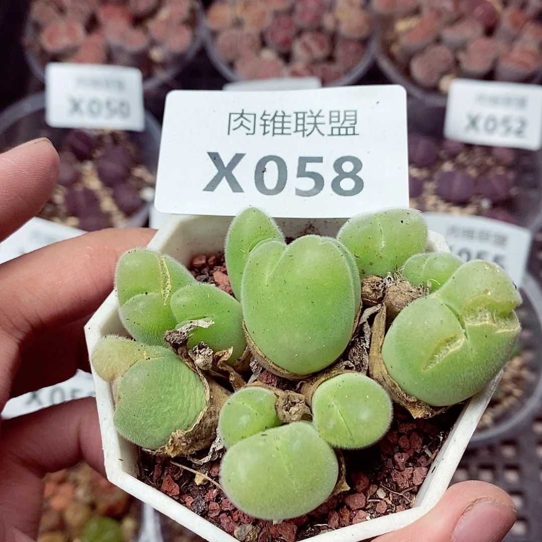 58呃呃呃呃呃呃呃呃呃呃呃呃呃